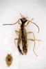 Malthinus glabellus